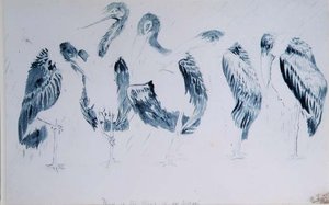 Studies of Storks by Edward Lear