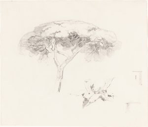 Umbrella Pine and Other Studies by Edward Lear
