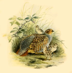 Partridge and Chicks