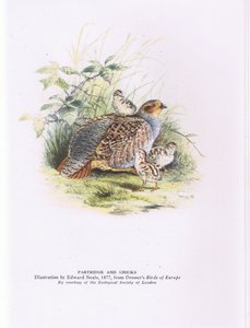 Partridge and chicks, Nature in Britain published by Collins