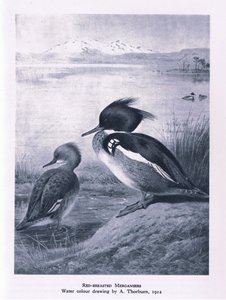 Red Breasted Merganser, Nature in Britain published by Collins by Edward Neale
