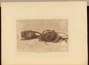 Buffalo-stones - Piegan by Edward S. Curtis