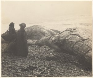 Partially Butchered Whale - Makah, The Captured Whale