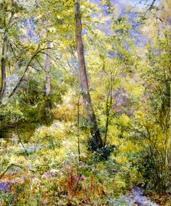 Dappled Sunlight, Sheepscombe Woods