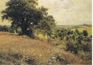 In the Meadow
