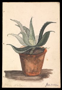 A Flower Pot with a Cactus Growing in It Inscribed, 