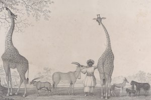 The Majestic and Graceful Giraffes, or Cameleopards, with Some Rare Animals of the Gazelle by Edward Williams Clay