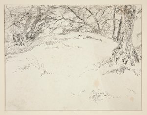 Forest Scene