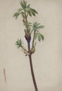 Plant Study by Edwin Austin Abbey