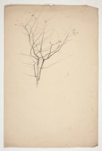 Sketch of Budding Tree Branches by Edwin Austin Abbey