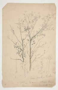 Sketch of Two Trees by Edwin Austin Abbey