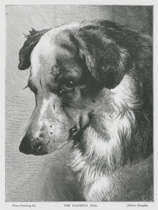 The Faithful Dog by Edwin Douglas