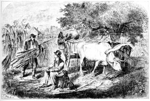 Oxen Hauling Corn