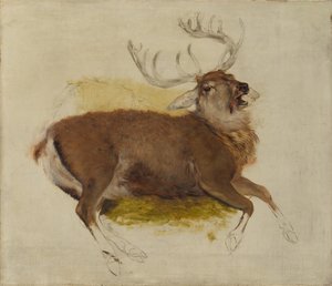 Dying Stag