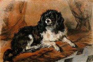 A King Charles Spaniel