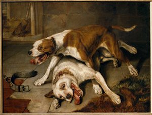 Fighting Dogs Pausing for Breath