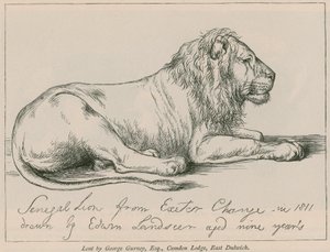 Senegal Lion from Exeter Change by Edwin Landseer