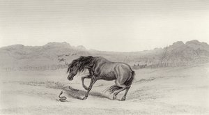 Startled! by Edwin Landseer