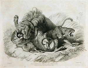Contending Group after Nature, plate 6 from Twenty Engravings of Lions, Tigers, Panthers & Leopards... engraved by Thomas Landseer, 1823 by Edwin after Landseer