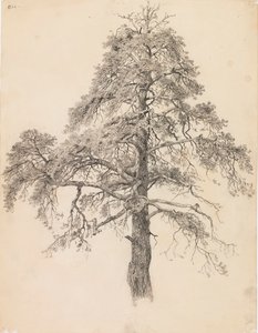 Pine Top