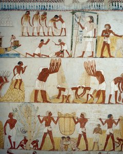 Harvesting Crop, Threshing and Winnowing of Grain (detail) by Egyptian 18th Dynasty