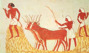 Using Cows to Trample Wheat, from the Tomb of Menna