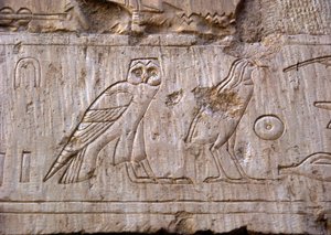 Egyptian antiquity: relief representing an owl and an eagle. Tomb of Ankh-Hor
