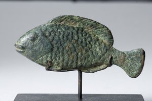 Tilapia Fish