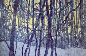 Winter Forest Light