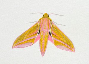 Elephant Hawk Moth, 2023