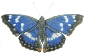 Purple Emperor, 2012 by Eleanor Grafton