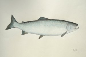Salmon, 2013