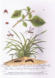 Lady Bird and Daddy Long Legs: Coccinella and Tipula Oleracea by Eleazar (after) Albin