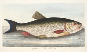 The Chub, from A Treatise on Fish and Fish-ponds, pub.1832 by Eleazar Albin