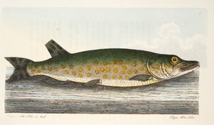 The Pike, from A Treatise on Fish and Fish-ponds, pub.1832