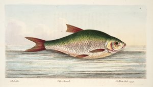 The Roach, from A Treatise on Fish and Fish-ponds, pub.1832 by Eleazar Albin