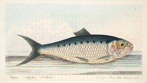 The Shad, from A Treatise on Fish and Fish-ponds, pub.1832 by Eleazar Albin