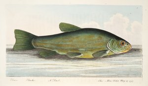 The Tench, from A Treatise on Fish and Fish-ponds, pub.1832