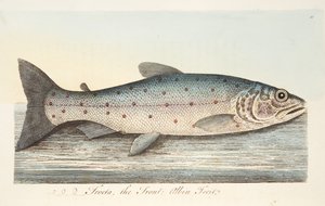 The Trout, from A Treatise on Fish and Fish-ponds, pub.1832 by Eleazar Albin