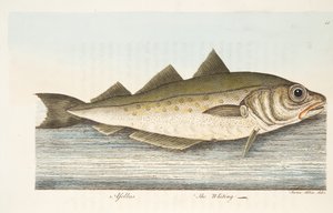The Whiting, from A Treatise on Fish and Fish-ponds, pub.1832 by Eleazar Albin