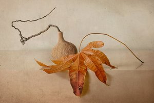 Natural Autumn Still Life by Elena Arjona