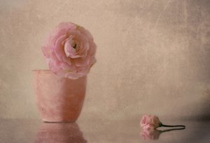 Soft Pink Ranunculus Bloom