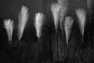 Wet Grass Raindrops