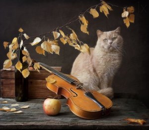 Autumn Cat and Violin