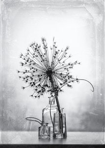 Monochrome Botanical Study