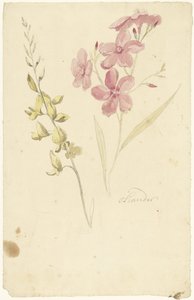 Oleander and Broom