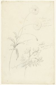 Studies of Poppy and Jasmine by Elias van Nijmegen