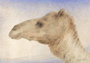 Portrait of the Artists Dromedary, 1862 by Elijah Walton