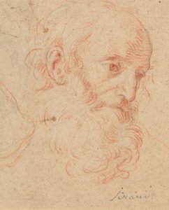 Head of a Bearded Old Man by Elisabetta Sirani