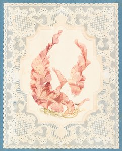 Seaweeds by Eliza A. Jordson